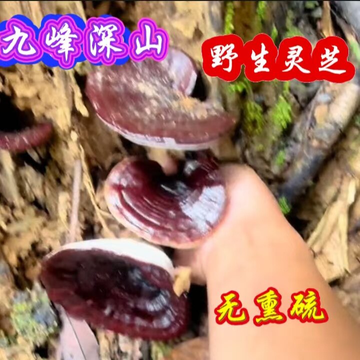 深山野生正宗灵芝粤北山区九峰山泡茶煲汤泡酒健康调理好物非中药