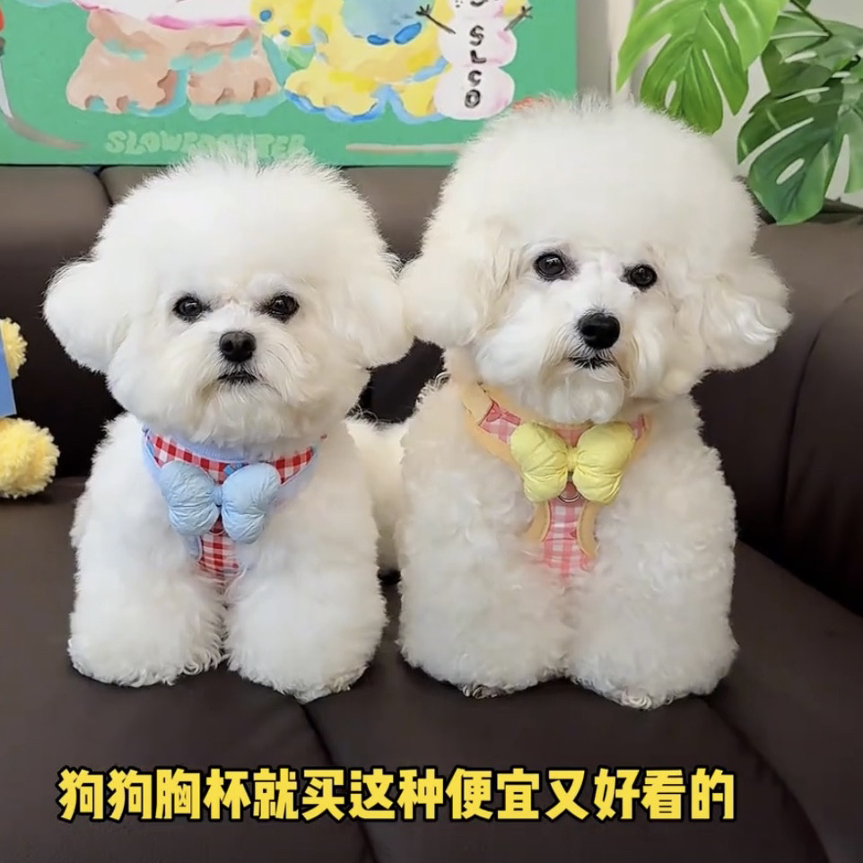 宠物狗狗胸背带牵引绳套装小型犬透气公主风泰迪博美比熊遛狗绳图片