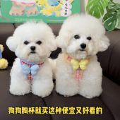 宠物狗狗胸背带牵引绳套装 小型犬透气公主风泰迪博美比熊遛狗绳