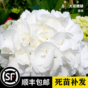 盆栽地栽耐寒 紫阳花卉绿植 八仙绣球花苗 雪球 阳台庭院八仙花