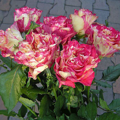 大花月季 新品日月条纹复色切花万华镜/万花筒月季花苗抗病花期长