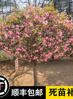 绚丽花期带花苞发货庭院海棠花
