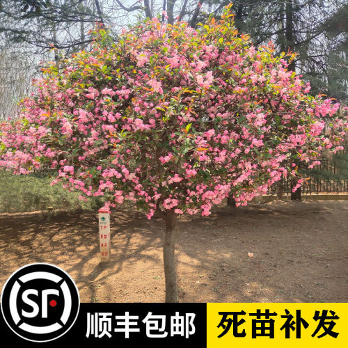 绚丽多季海棠盆栽耐寒庭院阳台