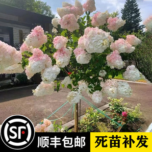 圆锥绣球中华木绣球盆栽苗阳台庭院树花苗耐热好养早春栎叶绣球