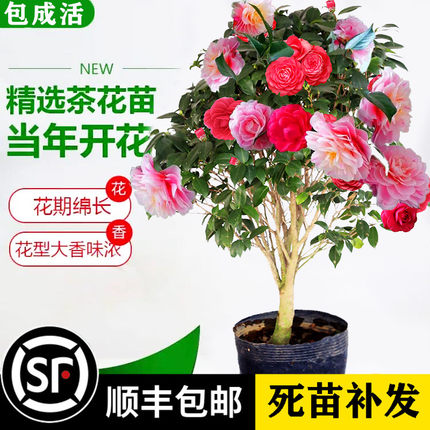 庭院阳台植物山茶花苗盆栽盆景花卉观花赛玫瑰牡丹十八学士茶梅