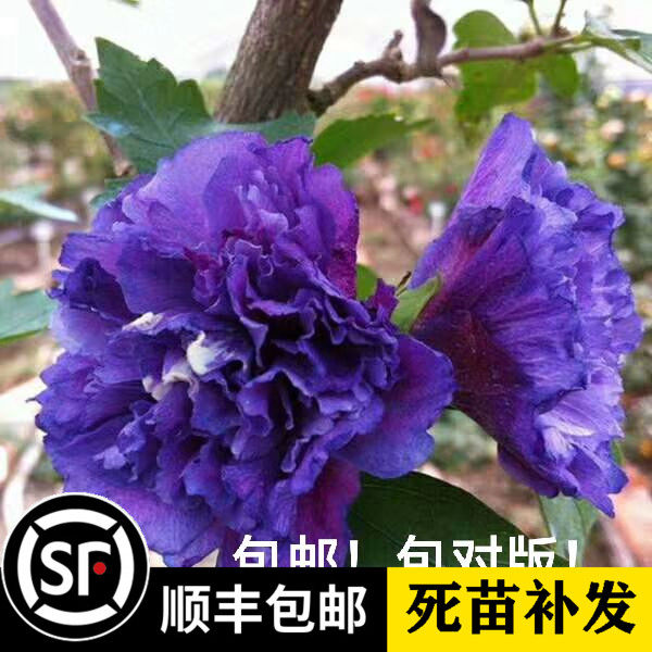 重瓣紫玉木槿蓝紫色花卉盆栽阳台庭院观花植物花园绿植可食用