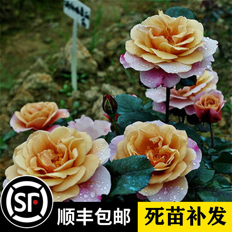 遥远的鼓声月季浓香耐热抗病图片