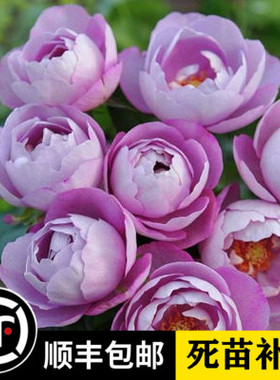 灌木羊脂香水切花玫瑰花卉盆栽植物楼顶地栽强香紫色月季花苗