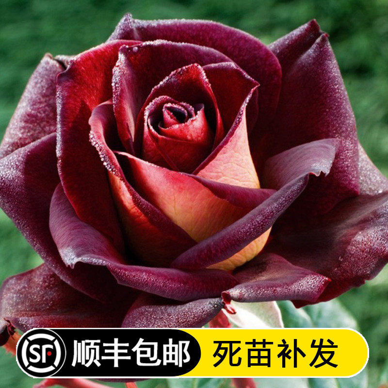 【伊人如水泽恩专卖店】 骇客月季花苗    欧月   茶香灌木月季苗