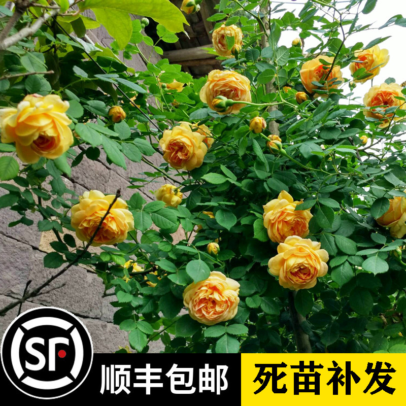 黄金庆典月季花苗藤本月季大苗盆栽浓香多季爬藤欧月蔷薇玫瑰花苗