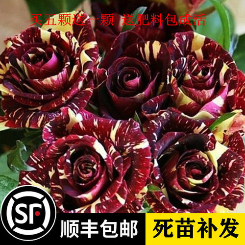 欧洲香水月季花苗玫瑰