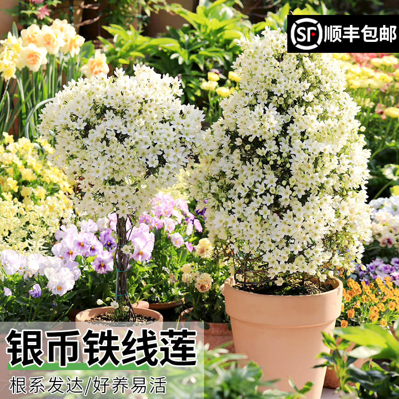 铁线莲植物早花盆栽爬阳台庭院四季易活常绿银币藤花卉攀援花苗