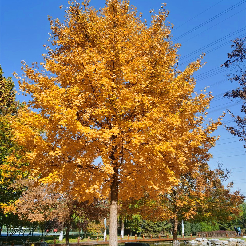 银杏苗白果白果苗庭院