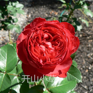 法月茶花女月季花苗开大花浓香切花直立灌木玫瑰庭院阳台暗红盆栽