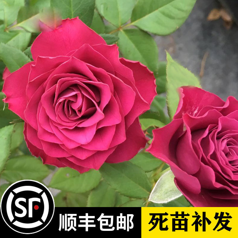 新品荷兰切花月季 珍贵时刻 紫色舞裙四季开花花卉玫瑰盆栽绿植