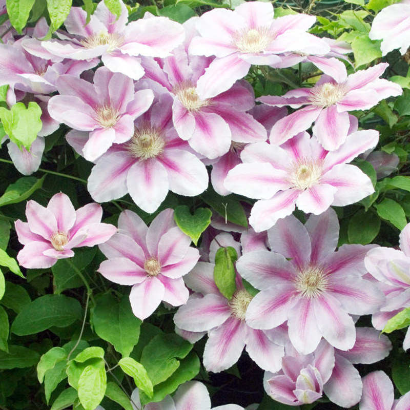 阳台盆栽绿植花卉 蜜蜂之恋 铁线莲花苗大花庭院藤本爬藤攀援植物