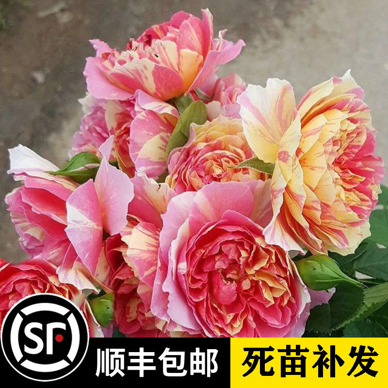 全美魔术 经典条纹月季 颜色随着季节变化多花月季