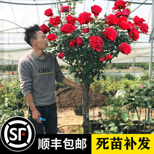 树桩月季棒棒糖特大花庭院阳台盆栽嫁接玫瑰花苗大花浓香树状月季