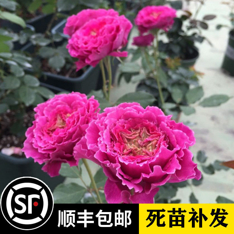 欧月草药月季花苗 大花微月 丰花多头月季 四季开花 飘逸的波浪边