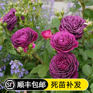 阳台花卉多季开花浓香大花月季海潮之声浓香丰花玫瑰盆栽植物观花