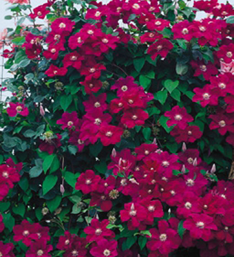 阳台盆栽绿植花卉 落日 铁线莲花苗 大花 庭院藤本爬藤攀援植物