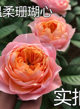 欧月切花大包子温柔珊瑚心橙色四季开花阳台庭院盆栽抗病月季花苗