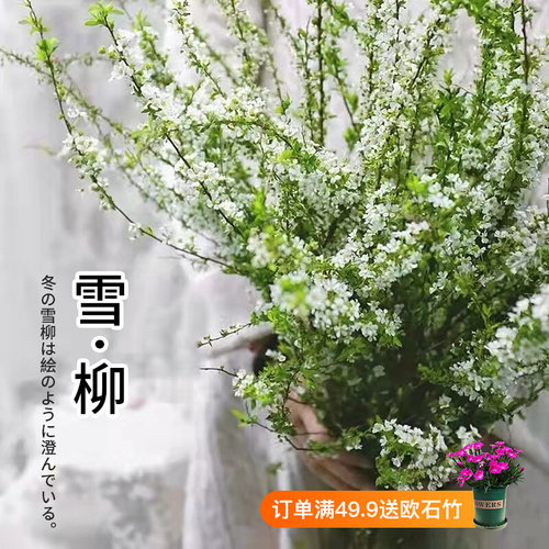 干枝雪柳多少钱 干枝雪柳价格 小麦优选