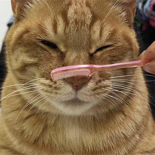 猫面梳按摩享受迷你便携