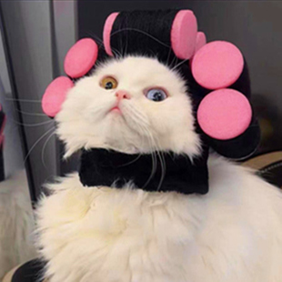 宠物包租婆同款烫头假发猫咪头套英短搞怪小狗狗比熊搞笑变装帽子
