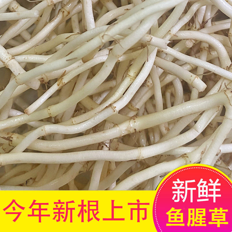 今年新根新鲜鱼腥草蔬菜净菜鲜嫩现发折耳根嫩根凉拌菜湖北特产