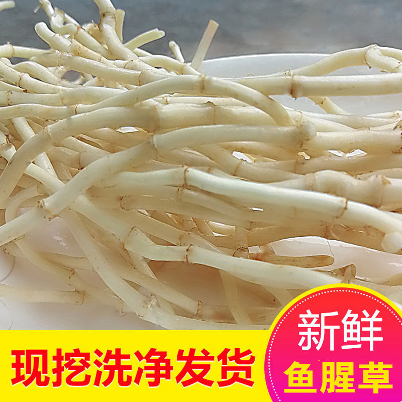 现挖新根新鲜鱼腥草蔬菜净菜鲜嫩现发折耳根嫩根凉拌菜湖北特产