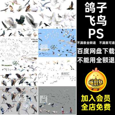 各种飞鸟PSD抠鸟群动物ps鸽子效果图素材白鹭鸟类姿态飞行免