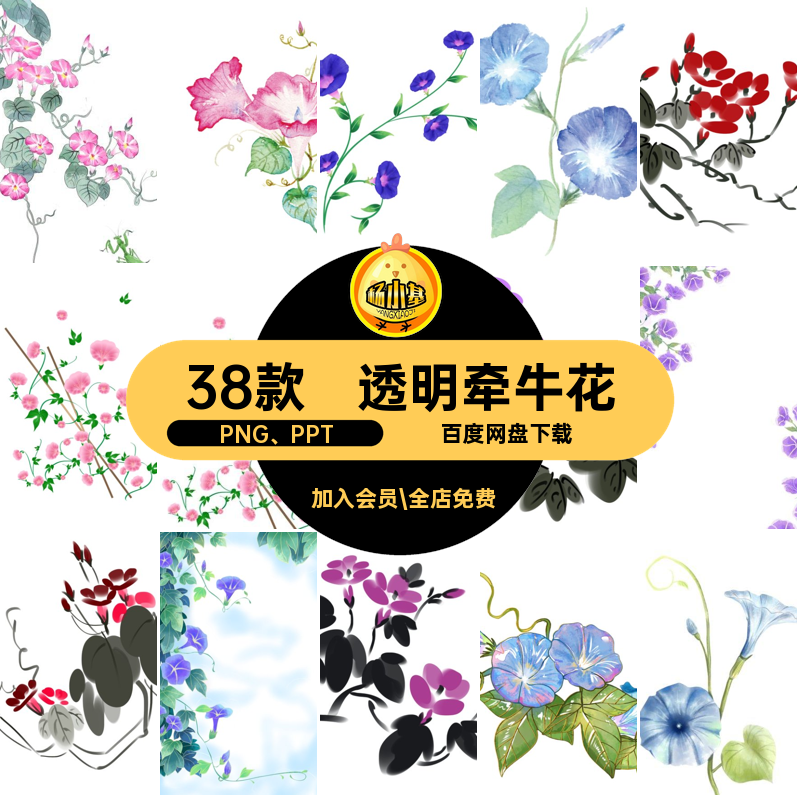 牵牛花插图PNG PPT藤手绘唯美曼免素材写意背景古风牵牛花背景