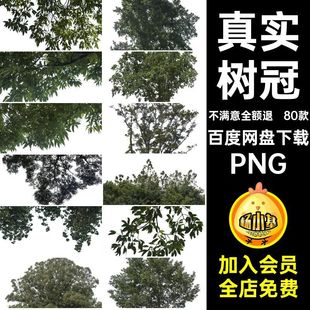 树木绿植PNG参考真实80款合成树冠场景大树枝装饰植物抠素材免