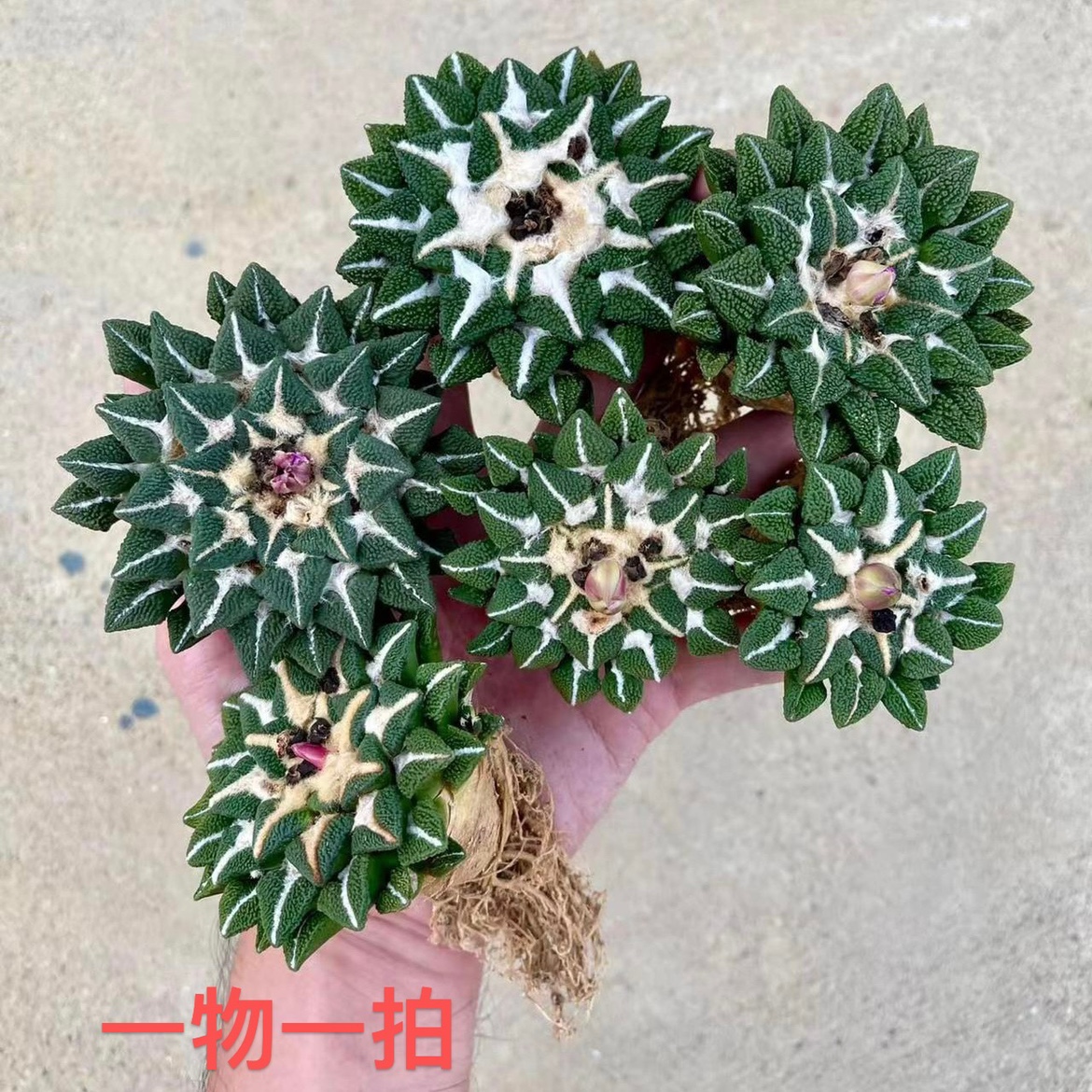 一物一拍实生岩牡丹属黑姬牡丹龙牙菜花哥斯拉怒涛开花精品仙人球