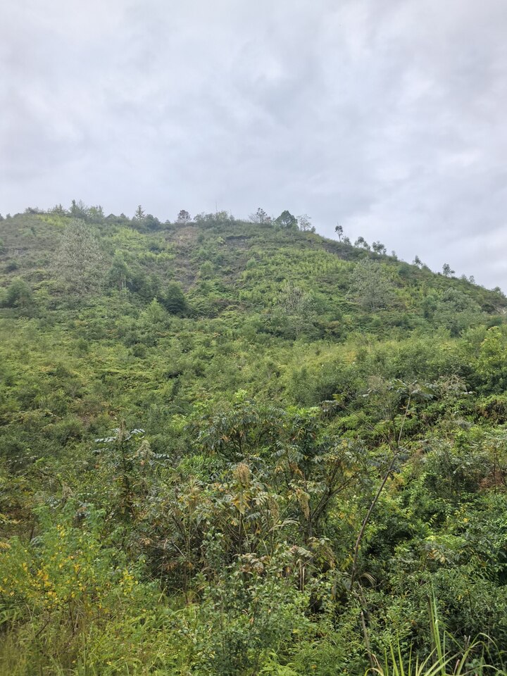 瑞金市谢坊镇谢坊村垇脑小组林地