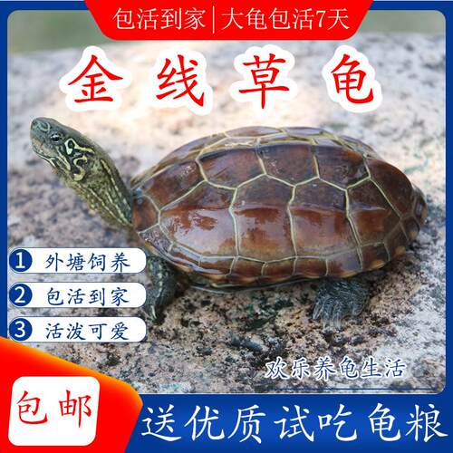 金线草龟黑腹小乌龟宠物草龟