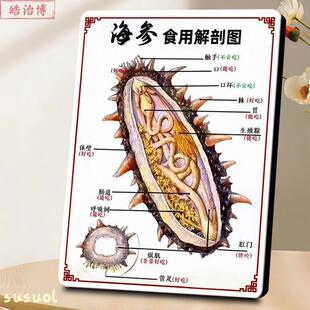 饰摆台 海参食用解剖图滋补品店宣传展示板相框摆件海鲜店介绍装