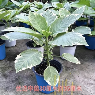 木本曼陀罗斑叶残雪盆栽花卉曼陀罗树苗木本花卉小苗中苗