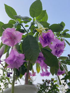 精品的花园木本曼陀罗花苗能净化空气吸甲盆栽容易种正品阳光户