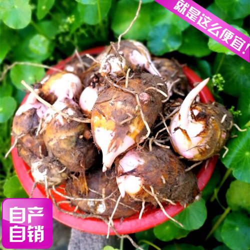 浙江农家现挖自种新鲜毛芋红芽芋红头小芋艿香芋头种子5斤装包邮