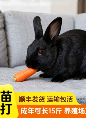 黑色兔子活物大型肉兔子活苗公母一对可繁殖食用种兔黑金巨兔包邮
