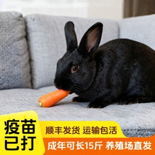 黑色兔子活物大型肉兔子活苗公母一对可繁殖食用种兔黑金巨兔包邮