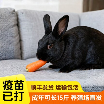 黑色兔子活物大型肉兔子活苗公母一对可繁殖食用种兔黑金巨兔包邮