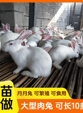 可繁殖兔子活物公母一对月月兔小白兔比利时大型肉兔苗可食用家兔