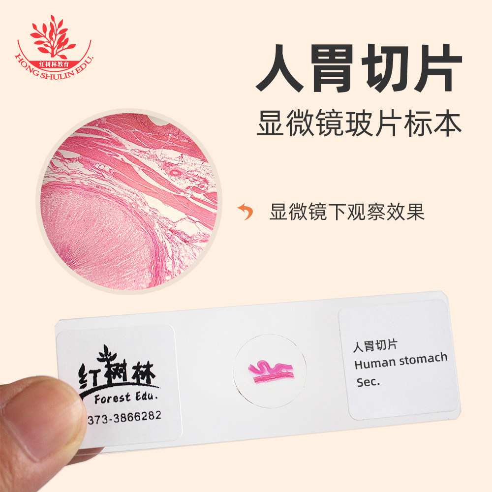 人胃切片正常组织切片he染色高教标准出口品质生物显微镜玻片
