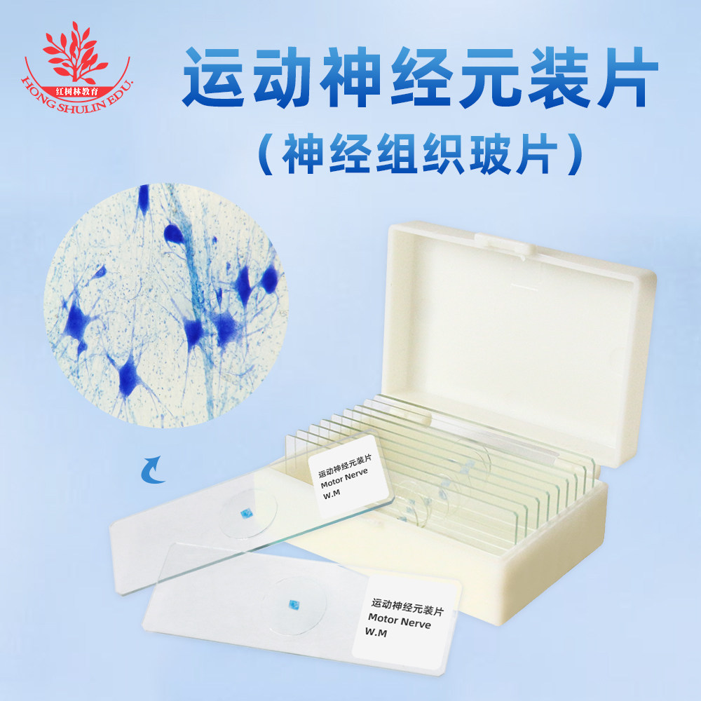 运动神经元装片高教标准制作组织清晰染色均匀教学用生物显微玻片