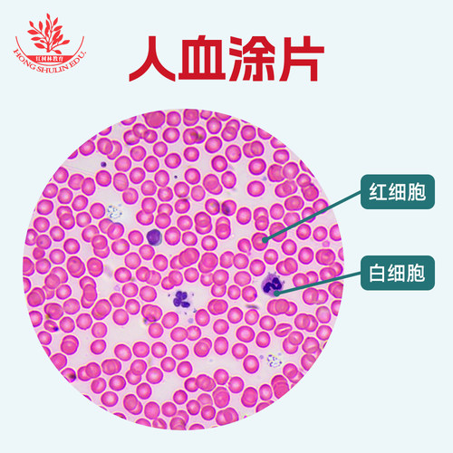 人血涂片生物显微镜标本切片