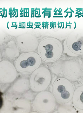 动物细胞有丝分裂马蛔虫受精卵装片型号43403新编高中生物玻片
