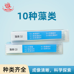 10种藻类显微玻片标本少儿益智科普创意实验激发孩子思维认识标本